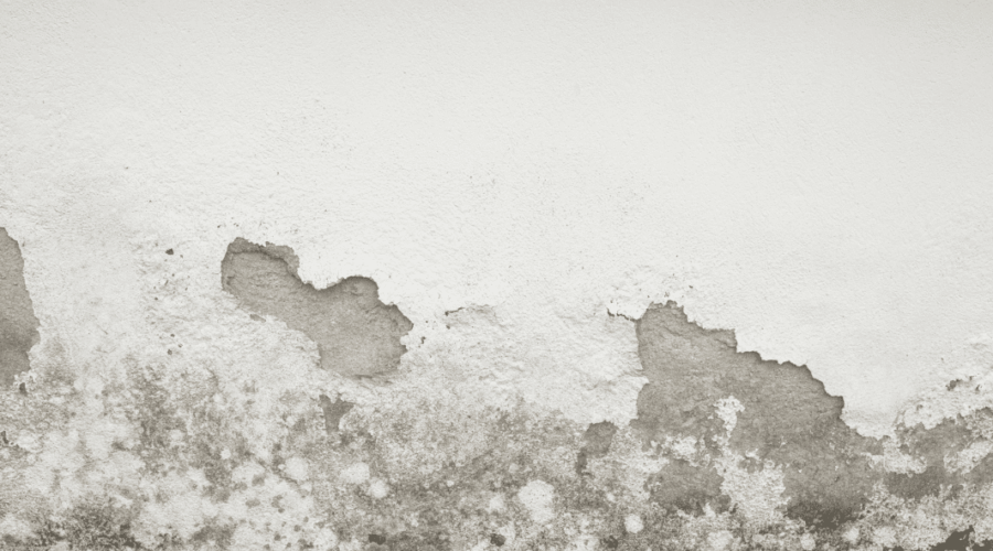 Damp, Mould & Landlord Obligations: What You’re Responsible for – and Why It Matters