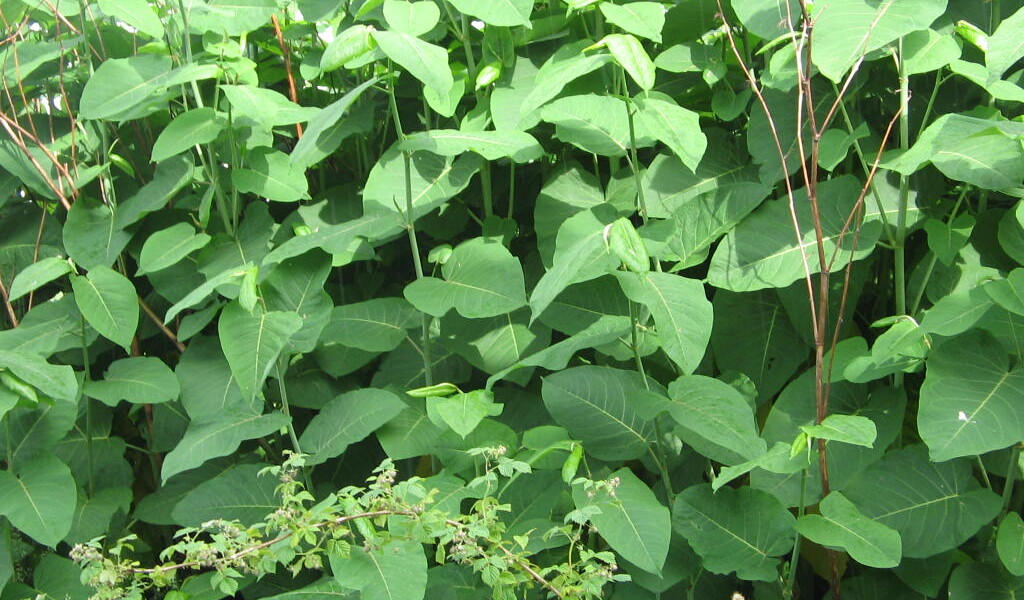 How to get rid of Japanese Knotweed