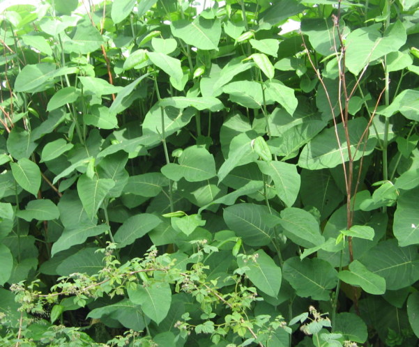 How to get rid of Japanese Knotweed